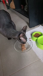Вологий корм для стерилізованих котів Purina Pro Plan Sterilised Пуріна Проплан з яловичиною в підливці пауч 85 г 26 шт (7613036092883) фото от покупателей 13