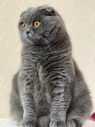 Сухий корм для стерилізованих котів Purina Pro Plan Sterilised Adult 1+ Savoury Duo Пуріна Проплан з качкою та печінкою 1,5 кг (7613036732369) фото от покупателей 17