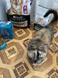 Сухий корм для стерилізованих котів Purina Pro Plan Sterilised Adult 1+ Savoury Duo Пуріна Проплан з качкою та печінкою 1,5 кг (7613036732369) фото от покупателей 14