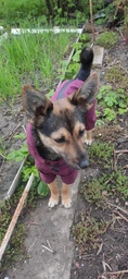 Комбинезон Noble Pet Travis T4124/M Grayish Red (00002301) фото от покупателей 9