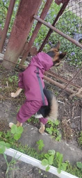 Комбинезон Noble Pet Travis T4124/M Grayish Red (00002301) фото от покупателей 8
