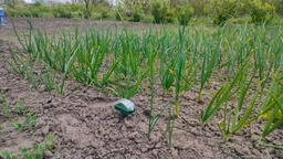 Отпугиватель кротов Profi Plus Super Spiker Pest Control на солнечной батарее (5414528004771) фото от покупателей 13