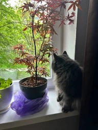 Японский клен Japanese maple, acer palmatum Little Red, 70-90см, горщик 34"