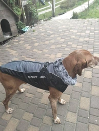 Жилетка для великих собак Актив 5XL Чорно-білий фото від покупців 9