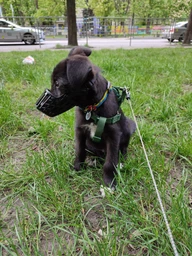 Намордник пластиковый Trixie 17602 S для джек-рассел-терьера 17 см (4011905176024) фото от покупателей 6