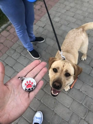 Эмалированный Адресник для Собак BronzeDog с Гравировкой Лапка на Фоне Объемной Паутинки Оранжевый 25 мм (92134) фото от покупателей 1
