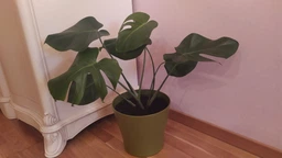 Горщик для квітів Planet Gardenya 13 л Зелений (10446kmd)