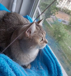 Спальное место для кошки кровать лежанка оконная гамак Sunny Seat Window