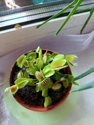 Росток венериной мухоловки. Дионея Floret фото от покупателей 6