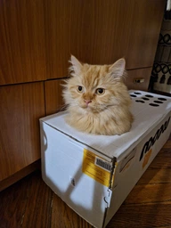 Кігтеточка (дряпка) - лежанка для кішок Say Meow Cloud 61х21х24 см (8040190102001) фото от покупателей 1