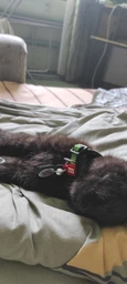 Нашийник для собак нейлоновий Collar WAUCAT Nylon з QR-паспортом, малюнок "Авокадо", пластиковий фастекс, XS, Ш 10 мм, Д 20-30 см (5280) фото від покупців 3