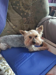 Коврик для собак и кошек Trixie охлаждающий 65х50 см Голубой (4011905286846) фото от покупателей 2