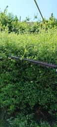 Кусторез электрический Bosch EasyHedgeCut 55 (0600847C02) фото от покупателей 1