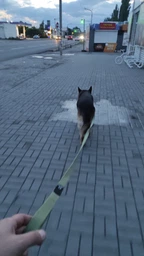 Повідець х/б тасьма Collar Брезент (ширина 25 мм, довжина 500 см) (0506Collar) фото від покупців 3