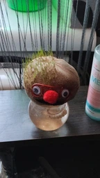 Набор для выращивания Grow Grass man Травянчик экокуб UFT GG01 фото от покупателей 3
