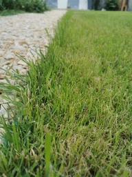Насіння Green Home газонна трава Ліліпут 24 кг