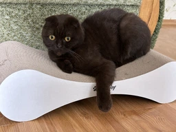 Кігтеточка дряпка з гофрокартону лежанка для котів з картонним фасадом Cat Joy Modern Whitish 54x13x25 см