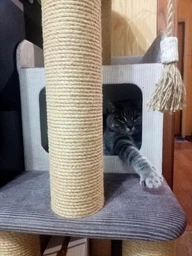 Стильный кошачий комплекс когтеточка с домиком для котов кошки и котят Ричард 120х60х40см бежево коричневый фото от покупателей 2