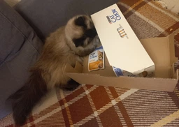 Влажный корм для кошек Purina Cat Chow Adult кусочки в желе с ягненком и зеленой фасолью (26х85г) фото от покупателей 2