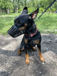 Намордник пластиковый Trixie 17602 S для джек-рассел-терьера 17 см (4011905176024) фото от покупателей 2