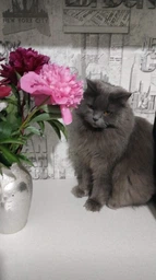 Сухий корм для стерилізованих котів Purina Pro Plan Sterilised Adult 1+ Savoury Duo Пуріна Проплан з тріскою та фореллю 3 кг (7613036732550) фото от покупателей 10