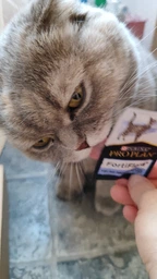 Сухой корм для стерилизованных кошек Purina Pro Plan Sterilised Senior 7+ с индейкой 10 кг фото от покупателей 12