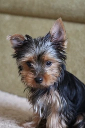 Сухой корм Royal Canin Yorkshire Terrier Puppy для щенков породы йоркширский терьер в возрасте от 2 до 10 месяцев 0,5 кг фото от покупателей 1