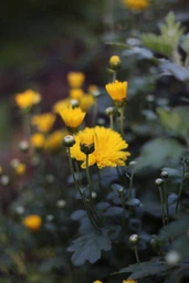 Объектив Canon EF 50mm f/1.8 STM (0570C005) фото от покупателей 4
