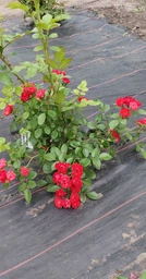 Троянда Scarlet Meillandecor фото від покупців 2