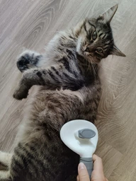 Щетка пуходерка Meow Meow для вычесывания шерсти и подшерстка у кошек и собак самоочищающаяся 11х8х20 см серая (000003) фото от покупателей 9