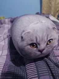 М'яка іграшка антистрес WONKEY Британський кіт 30см 33135 фото від покупців 1