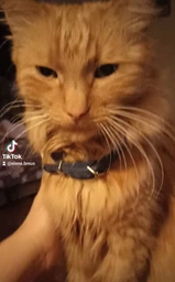 Сухой корм ПРЕМИУМ Selection CLUB 4 PAWS С индейкой и овощами Клуб 4 Лапы 1.5 кг