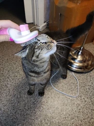 Щетка-пуходерка Meow Meow для вычесывания шерсти и подшерстка у кошек и собак самоочищающаяся 11х8х20 см розовая (000001) фото от покупателей 3