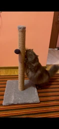 Дряпка для кота Мур-Мяу Стовпчик-2 37х37х72 см для кішок у джутовій мотузці Бежевий фото від покупців 2