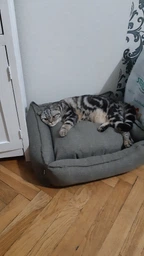 Ліжко для собак лежак лежанка для собак та котів спальне місце для тварин знімний чохол з бортами 50×40×18 см Huge and Tiny Сірий меблева тканина фото від покупців 2