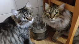Питьевой фонтан поилка для кошек и собак NPET WF050TP 1.5L с фильтром (Прозрачный) фото от покупателей 11