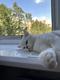 Сухий корм для стерилізованих котів Purina Pro Plan Sterilised Adult 1+ Savoury Duo Пуріна Проплан з тріскою та фореллю 3 кг (7613036732550) фото от покупателей 9