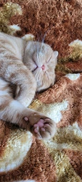 Сухий корм для стерилізованих котів Purina Pro Plan Sterilised Adult 1+ Savoury Duo Пуріна Проплан з тріскою та фореллю 3 кг (7613036732550) фото от покупателей 7
