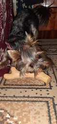 Іграшка для собак GiGwi Рог жувальний Wooden Antler M Коричневий (2342Collar) фото від покупців 3