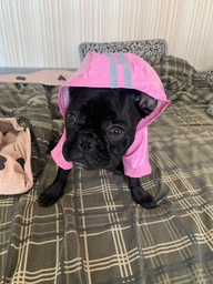 Дощовик для собак Pet Style "Rain" Жовтий XL
