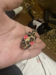 Наповнювач для котячого туалету силікагелєвий 15кг фото від покупців 5