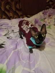 Кофта для кота или кошки Style Pets sp-red0819/l S фото от покупателей 1