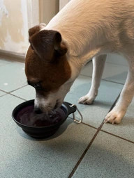 Бутылка с двумя секциями Dexas Pet Meal для воды и корма 720 мл со складной миской 240 мл Фиолетовый фото от покупателей 2