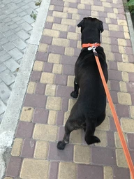 Поводок Lucky Pet капроновый прорезиненный оранжевый (4820224214931) фото от покупателей 1