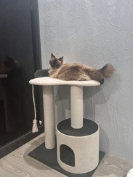 Котяча кігтеточка дряпка Венді 2 з будиночком для кота, кішки у хб канаті 70х60х40см біло чорна фото від покупців 4