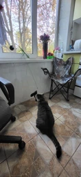 Інтерактивна іграшка для котів з пером та дзвіночком на присосці Cat Stick Sucker Rose