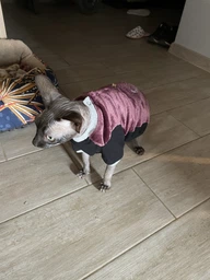 Теплая кофта для котов (кошек) Style Pets FaceSPM (KM/FSPM/br) из махровой ткани XXL фото от покупателей 4