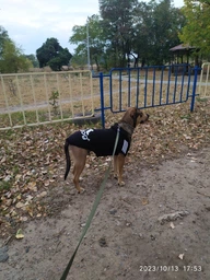 Толстовка для собак Adidog 2XL Розовый
