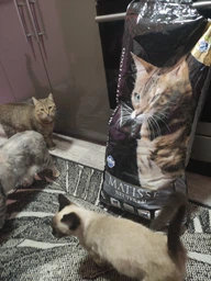 Сухой корм Farmina (Фармина) Matisse Cat Neutered Chicken с курицей для стерилизованных кошек - 10 кг фото от покупателей 4