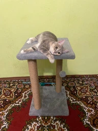 Когтеточка для кота дряпка Мур-Мяу Гламур 37х37х64 см для кошек в сизалевой веревке Светло Бежевый
